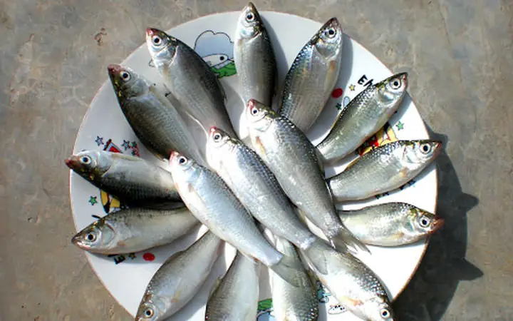 Cá Linh Nước Ngọt