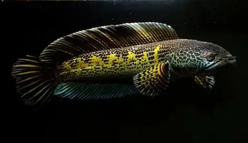 Cá Lóc Ấn Độ