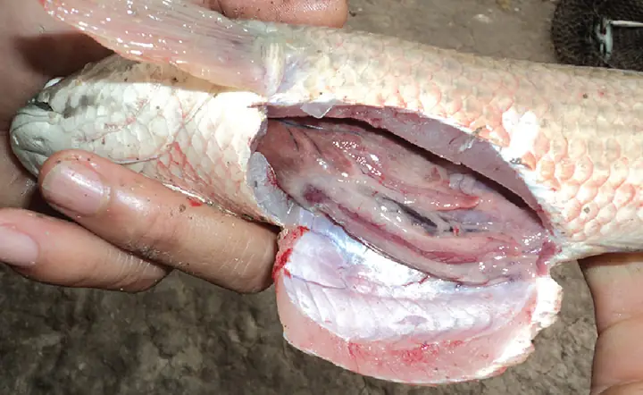 Cá Lóc Bị Bệnh Trắng Mình
