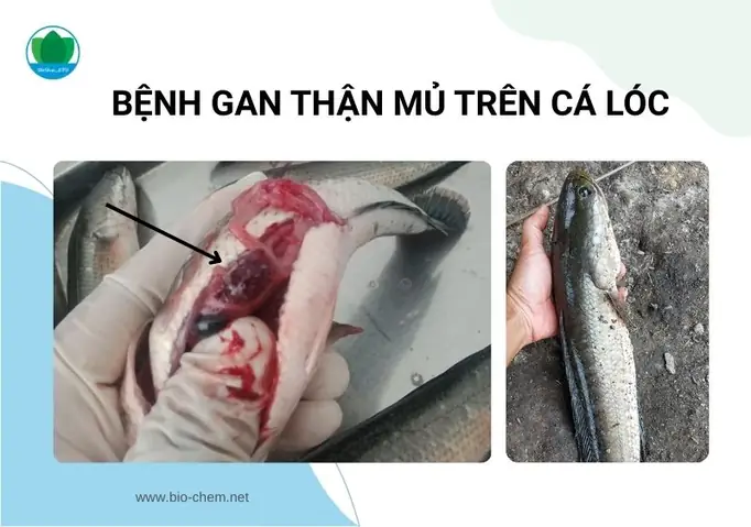 Cá Lóc Bị Stress
