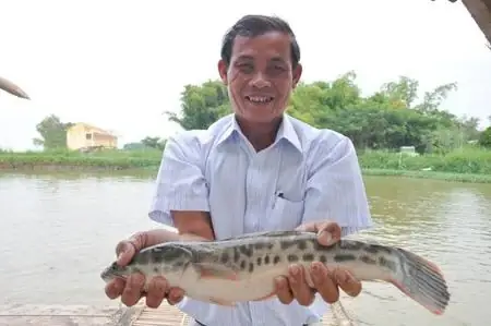 Cá Lóc Bông Trung Quốc