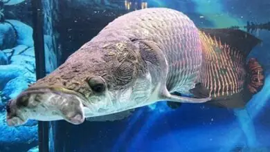 Cá Lóc Cảnh Nước Ngọt