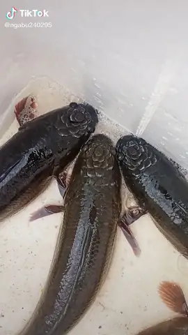 Cá Lóc Có Bông Sen Trên Đầu