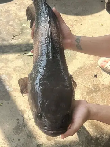 Cá Lóc Đầu Vuông