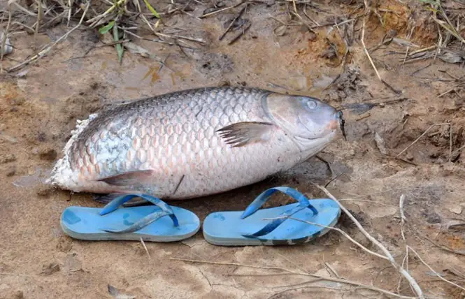 Cá Lóc Khủng Nhất