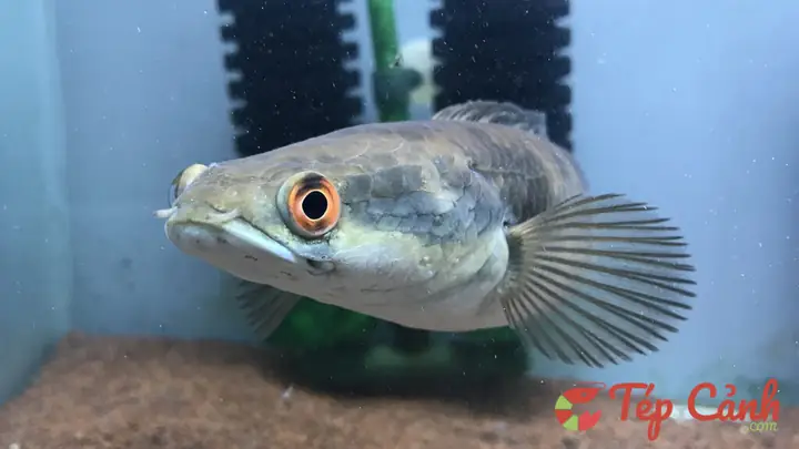 Cá Lóc Mắt Đỏ