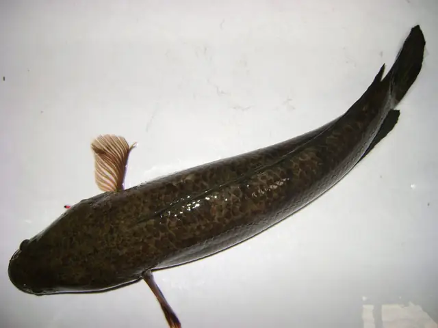 Cá Lóc Nước Ngọt
