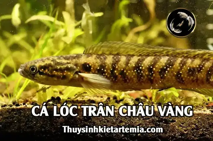 Cá Lóc Trân Châu Vàng