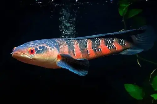 Cá Lóc Vẩy Rồng Surat Thani