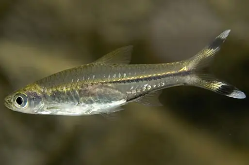 Cá Lòng Tong Tiếng Anh