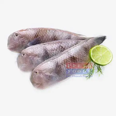 Cá Lưỡi Mèo Sống Ở Đâu