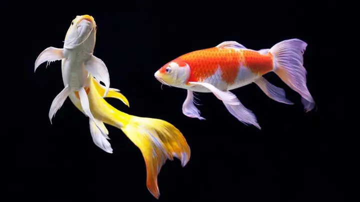 Cá Lý Ngư Vảy Rồng