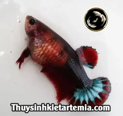 Cá Mái Betta Bị Xì Trứng
