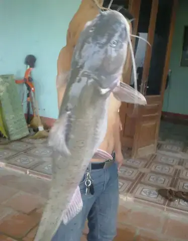 Cá Mầm Sông Lô