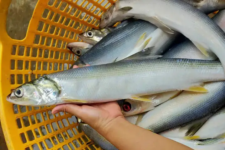 Cá Măng Nước Mặn