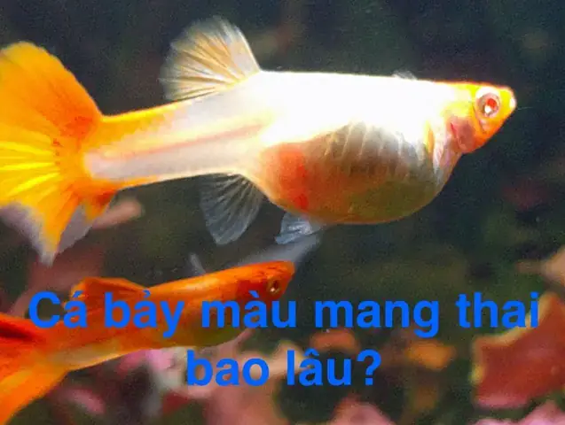 Cá Mang Thai Bao Lâu