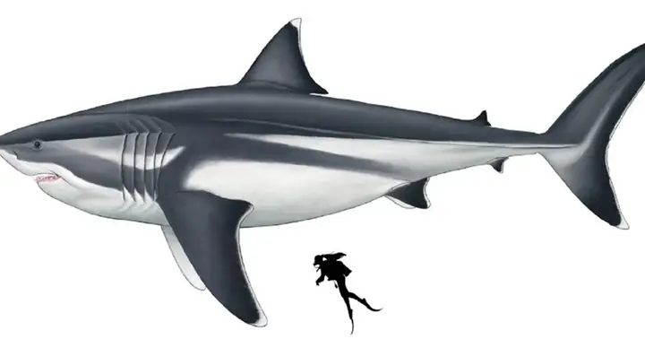 Cá Mập Cổ Đại Megalodon