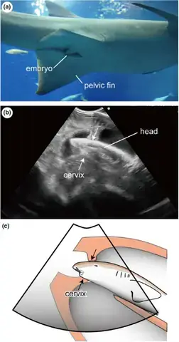 Cá Mập Con Ăn Trứng Chưa Nở