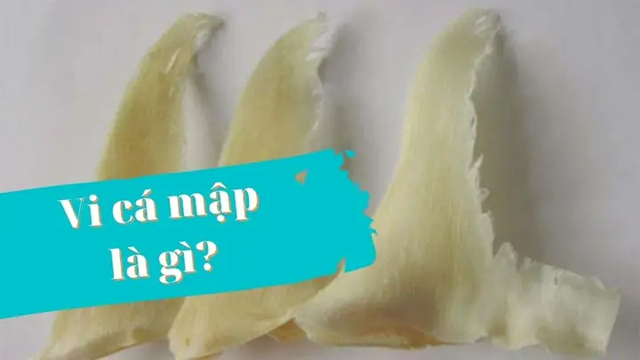 Cá Mập Giá Bao Nhiêu
