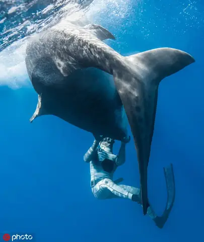 Cá Mập Hung Dữ Nhất Thế Giới