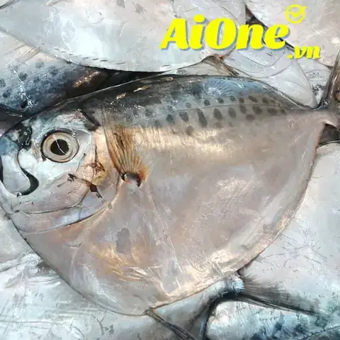 Cá Mập Lưỡi Búa