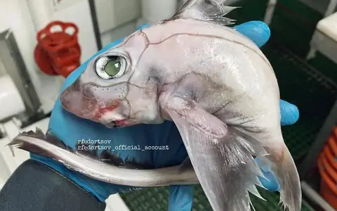 Cá Mập Ma Chimaera