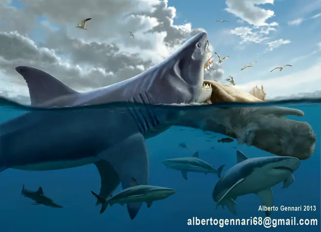 Cá Mập Megalodon Là Gì