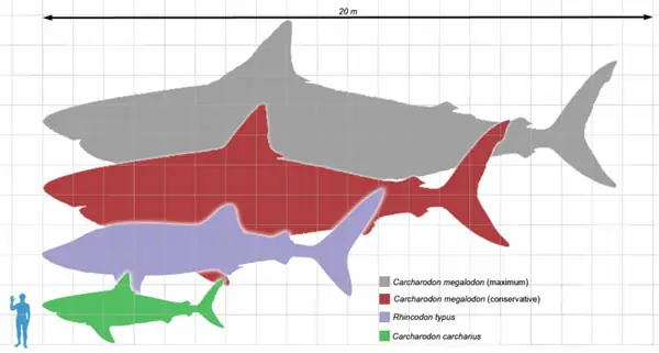 Cá Mập Megalodon Sống Ở Đâu