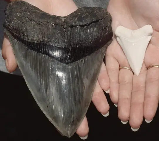 Cá Mập Megalodon To Nhất Thế Giới