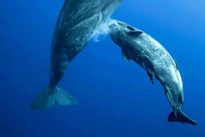 Cá Mập Nuôi Con Bằng Gì Cá Mập Nuôi Con Bằng Gì