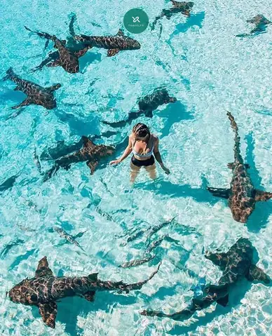 Cá Mập Ở Maldives
