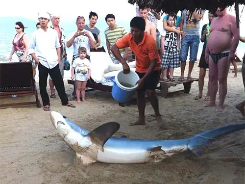 Cá Mập Ở Nha Trang