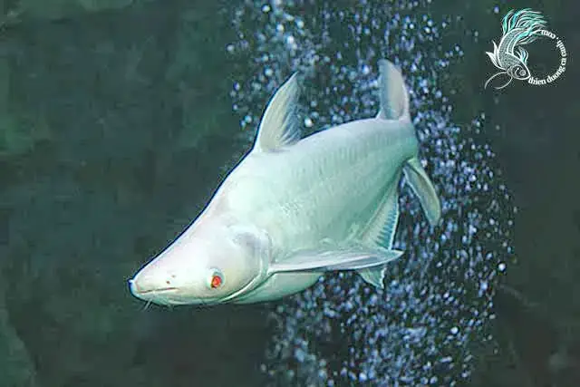 Cá Mập Trắng Kiểng
