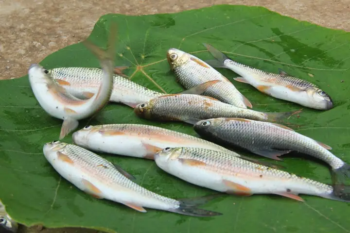 Cá Mát Hương Khê