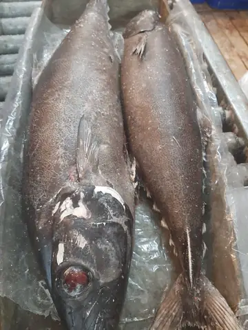 Cá Mắt Ngọc Là Cá Gì