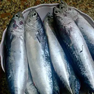 Cá Mắt Ngọc Phú Yên