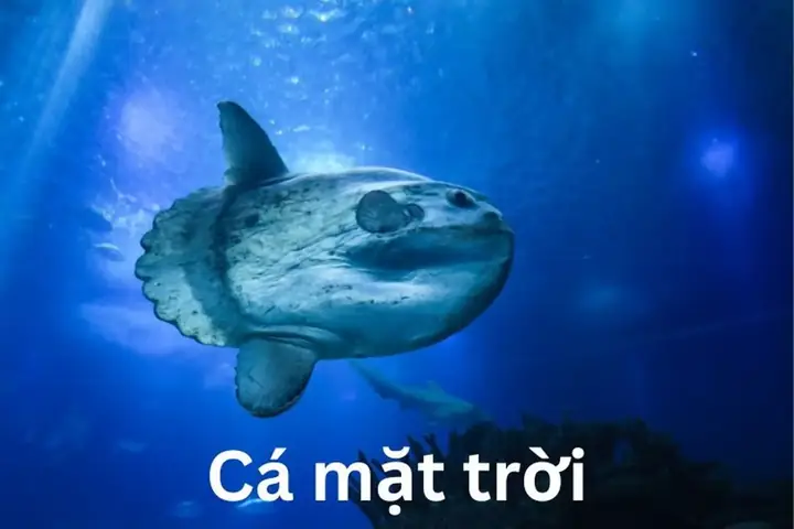 Cá Mặt Trời Đại Dương