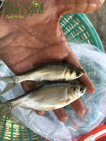 Cá Mè Hoa Giống