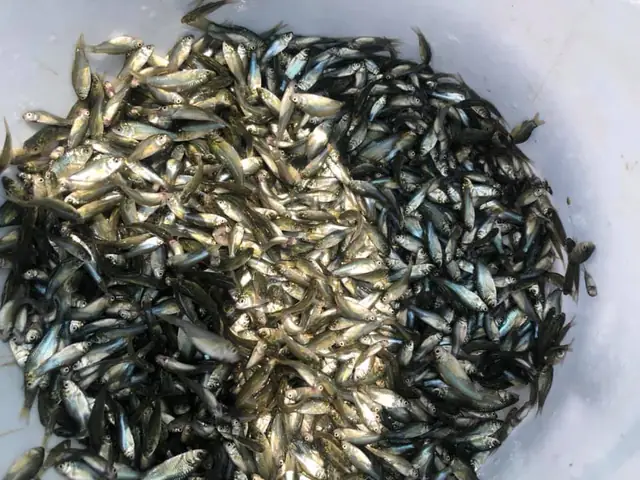 Cá Mè Vinh Giống Cá Mè Vinh Giống