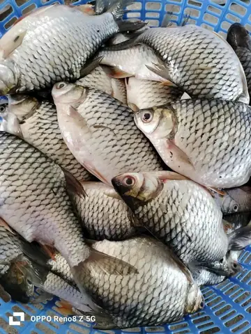 Cá Mè Vinh Sống Ở Tầng Nước Nào