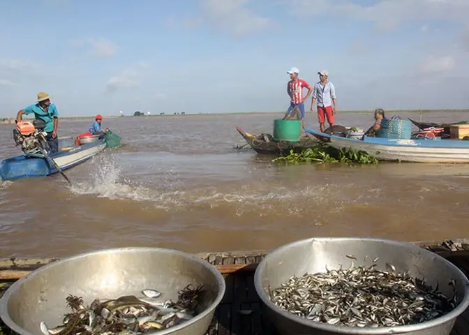 Cá Miền Tây Mùa Nước Nổi
