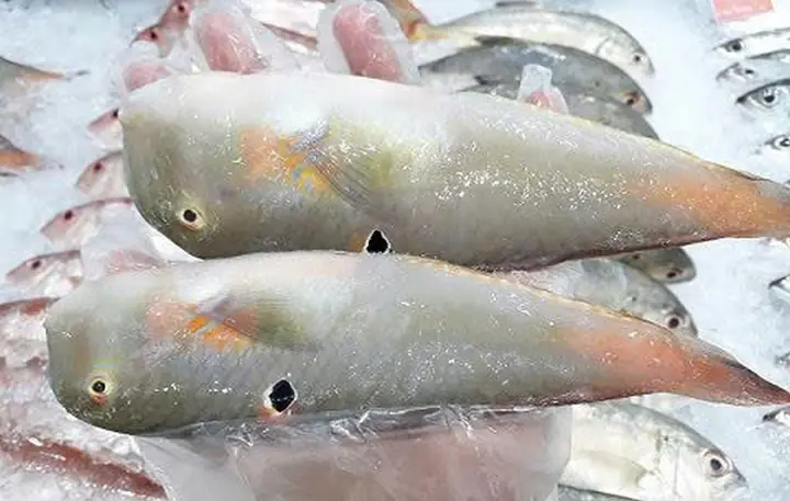 Cá Mó Là Cá Biển Hay Cá Sông