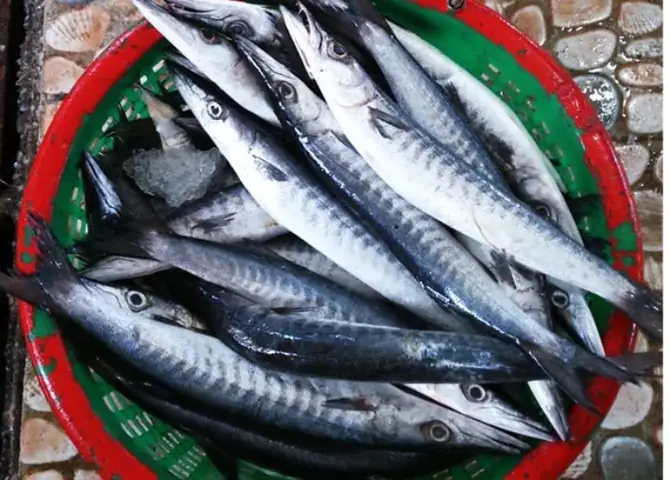 Cá Mỏ Nhọn Dài
