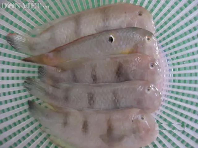 Cá Mó Và Cá Lưỡi Trâu