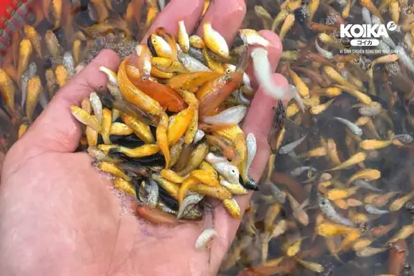 Cá Mồi Cho Cá Ăn