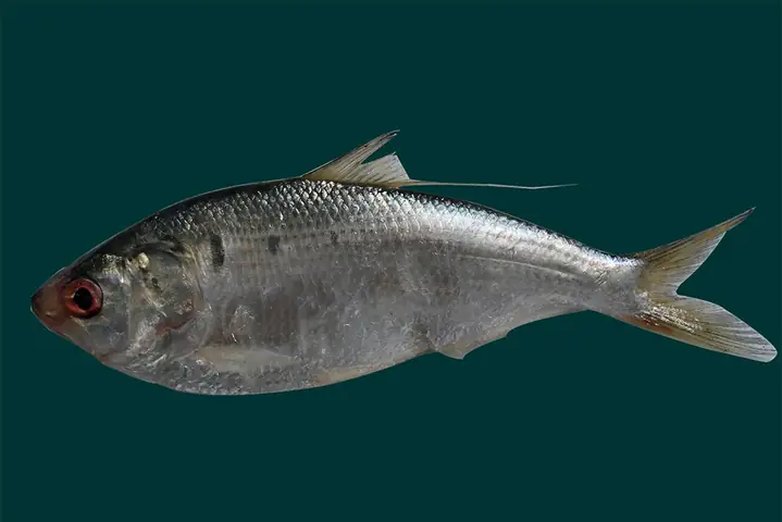 Cá Mòi Cờ Hoa
