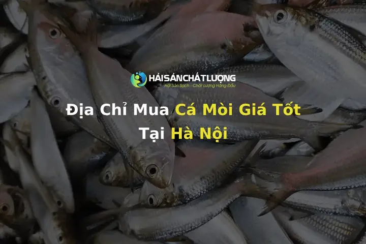 Cá Mồi Hà Nội