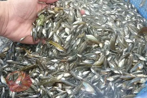 Cá Mồi Là Cá Gì