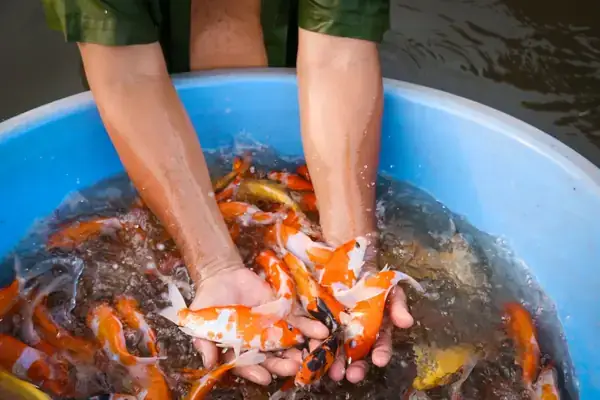 Cá Mới Mua Về Có Nên Cho Ăn