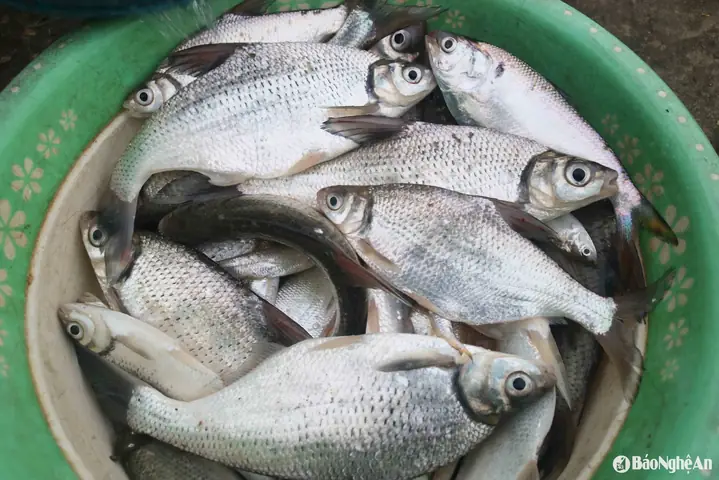 Cá Mòi Sông Lam